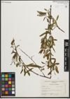 Foto von Salix nigra Marshall
